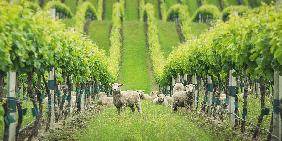 8 фактов о виноделии Новой Зеландии