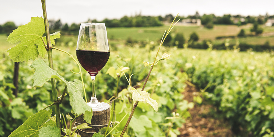 Виноградная лоза и сорта винограда