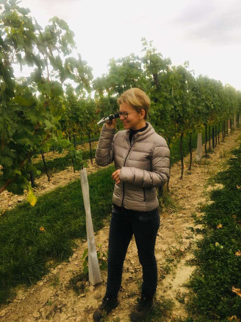 Дипломная работа: Виноделие во Франции